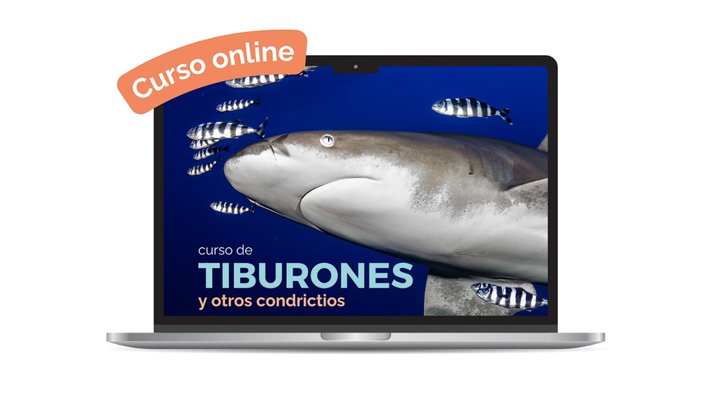 Caja Shark Friki BuceoConCiencia