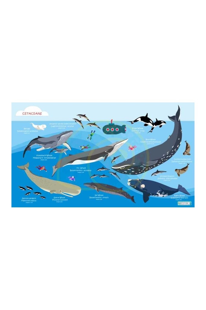 Toalla Scuba Gifts Whales