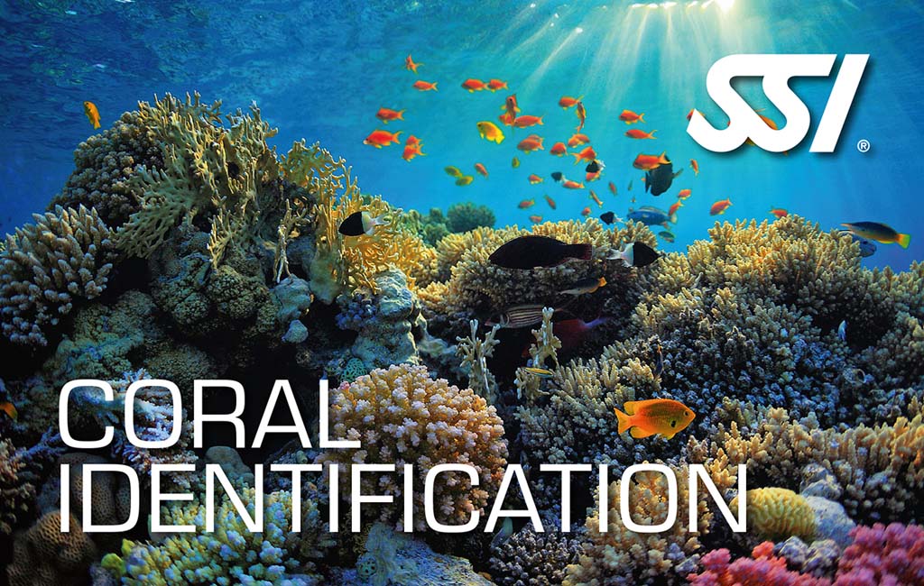 Especialidad Identificación de Coral SSI [SR]